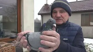 WYBITNE GOŁĘBIE-ORYGINAŁY -PAWEŁ MĘDRYSA- TEL: 513 016 809