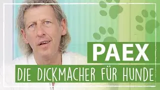 Die Top 5 der schlimmsten Dickmacher f&uuml;r Hunde
