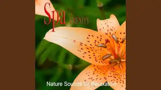 Gentle Lake Waves (The Healing Sound of Nature)