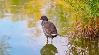 Eurasian moorhen or common moorhen?
