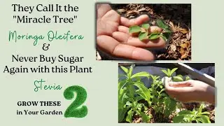 Moringa and Stevia: A Healing Miracle Tree & a Lifetimes Sugar Supply: 2 Plants to Grow