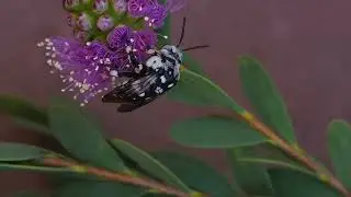 Thyreus waroonensis
