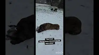 Raw vs Kibble 