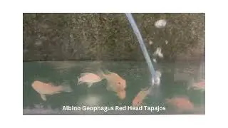 Albino Geophagus Red Head Tapajos Fish Video