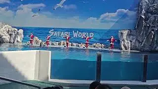 Amazing Dolphin Show 🐬 | Safari World Bangkok |