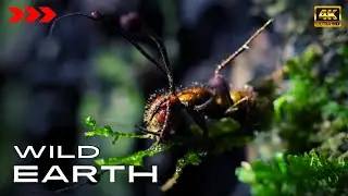 Zombie - Attack of the Killer Fungi [4K] WILD Earth