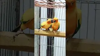 #youtubeshort #viral #viralvideo #parrot #sunconure #foryoupage
