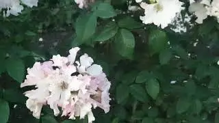 Роза  флорибунда Лиола ( Liola) .