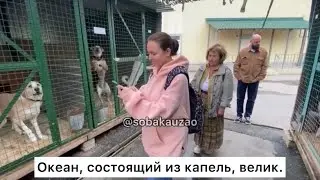 Из капель состоит океан. Проект Собака Юзао. Приют &laquo;Щербинка&raquo;