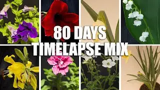 Flowers Time Lapse Compilation #1 - 80 Days Of Growing In 1 min