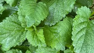 Quick & Easy Homemade Lemon Balm Tincture + lemon balm benefits, history and alchemy