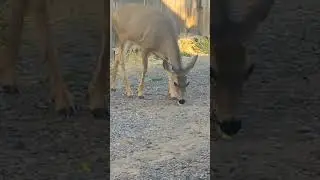 🦌#lassencounty #Susanvilleca #discoverpage #explorenow #explorewithriah