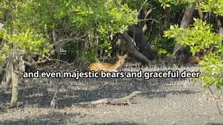 Temperate Forest Habitat