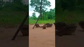 DIY unique underground quail trap #short #unique #animaltrap