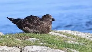Arctic Skua