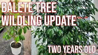 Balete Tree Wildling Update After Two Years
