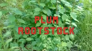 Plum Rootstock||plum rootstock growth||plum rootstock kese tyar kre