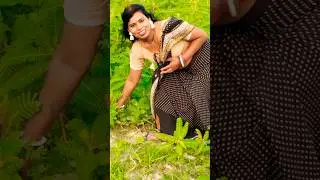 phool gulab ka