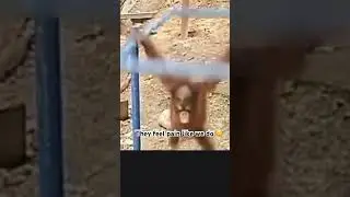 Monkey playing #pain  #petlover