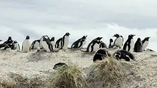 Cruise around South America with Glaciers and Penguins