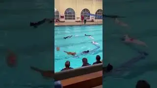 Cats nail the most chaotic synchronized swimming routine ever