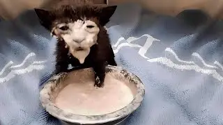Не смейтесь! 😹 Кошачья версия 🤣