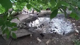 Индийский бегунок выпустили из клеток 3 возраста