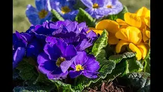 Sådan planter du blomster i krukker