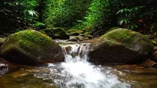 PEACEFUL RIVER SOUNDS, BIRDS AND SOFT PIANO MUSIC FOR NIGHT SLEEP THERAPY