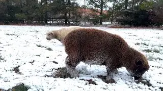 Lambs Playing in the Snow