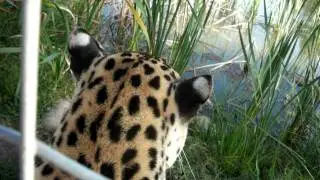 Leopard Purring