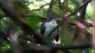 El mosquero terrestre sure&ntilde;o[ (Corythopis delalandi)