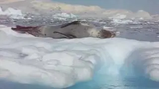 Leopard Seal Call