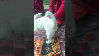 shimbaaa ko gussa aagya🤭🤭#doglover  #simba #cute #doggo