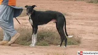 bedlington x greyhound cross hunting dog in Pakistan