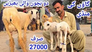 گاؤں کی منڈی مندری بھیڑیں پریگنیٹ بچوں والی ریٹ چیک کریں تاریخ 30/10/2025 at Mundra Mandi Pakistan 