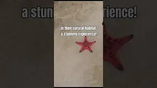 Did you know about Vietnam&rsquo;s starfish beach?