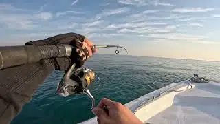Big grouper 