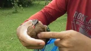 catch various types of birds with a net