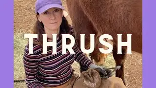 HORSE OWNERS: How to Treat for Thrush in Horse Hooves