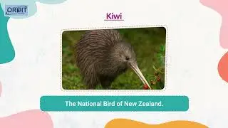Bird Guide | Amazing Birds | Orbit &ndash; My Book of General Knowledge 2 | Chapter 5 #orbitbooks #kids
