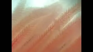 Flatworm parasite (Monopisthocotyla) on the gills of the European weatherfish (Misgurnus fossilis).