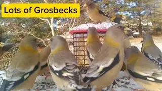 Lots of Grosbecks