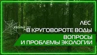 Видео 360 | Лес в круговороте воды. Вопросы и проблемы экологии.