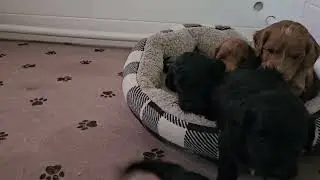 4 week old micro-mini Goldendoodle puppies 