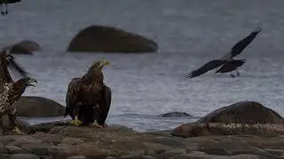 Havs&ouml;rn vid V&auml;nern