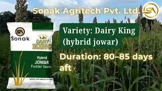 Dairy King Hybrid Jowar | High Fodder Yield | Stay Green | Drought Tolerant | Sonak Agritech