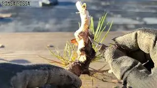【KRM】チョンマゲをジンに #盆栽 #bonsai