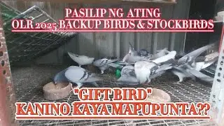 SF LOFT 2007 FEEDING & BATHING DAY  #GIFTBIRD #STOCKBIRDS #OLRBACKUPBIRDS #kalapati #birds #breeding