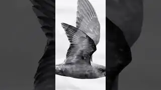 Storm Petrel